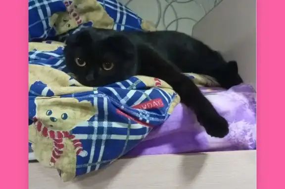 Потерянные животные Тамбов, фото: Пропала кошка: Чёрная с белым галстуком, беременная