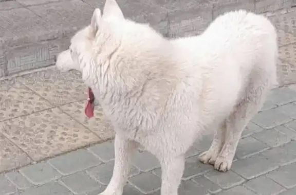 Найдена белая собака возле школы 