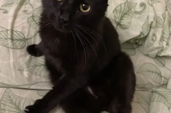 Пропала кошка Черный мальчик, пр-т Маршала Жукова, 16 к2, Москва