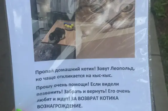 Пропала кошка Леопольд, Станция Мытищи