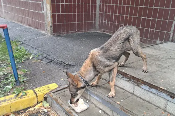Найдена собака на Октябрьской площади, Екатеринбург