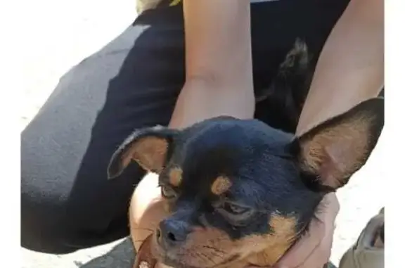 Собака Чихуахуа найдена возле остановки Железнодорожная, Краснодар