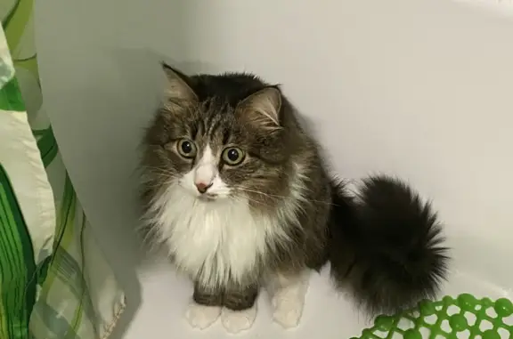 Кошки потеряшки, Киров, фото: Потеряшка кот, серый, ул. Блюхера, 14