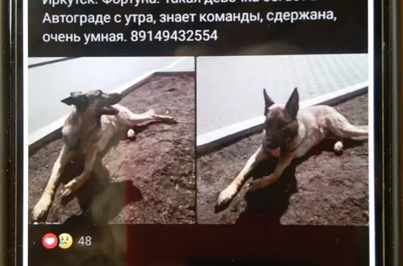 Пропала собака в Марковском поселении, Иркутская область
