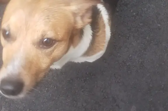 Собака найдена: Погонный проезд, 33, Москва