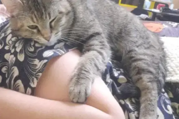 Потерянные животные Санкт-Петербург, фото: Пропала кошка, 3 года, ул. Брянцева 17, СПб