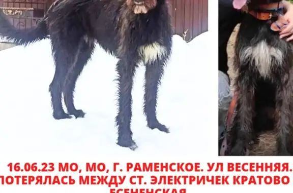 Пропала собака: ул. Дмитриева, Раменское