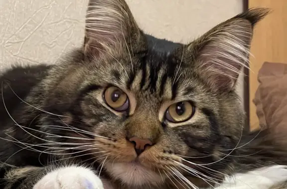 Кошки потеряшки, Новосибирск, фото: Потеряшка кошка на Лежена 26, Новосибирск