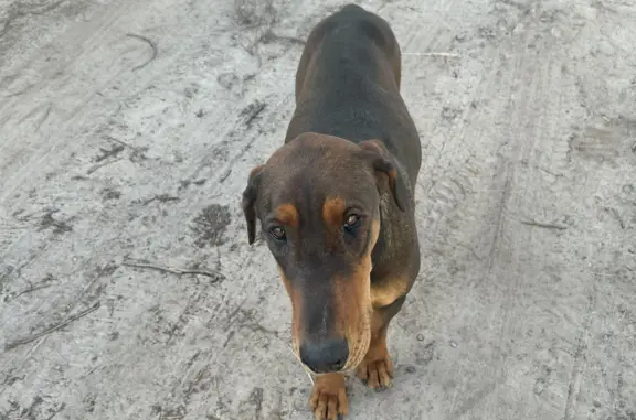 Собака, беременная и коричневого окраса, найдена в Сургуте