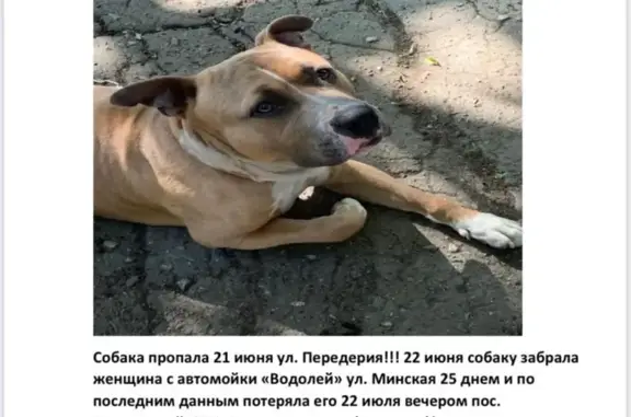 Пропала собака породы стаффордширдский терьер на Минской улице, Краснодар