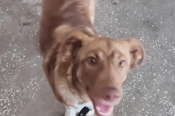 Найдена собака на ул. Королёва, 14, Железногорск