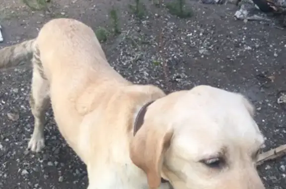 Найдена собака лабрадор с ошейником в Медногорске