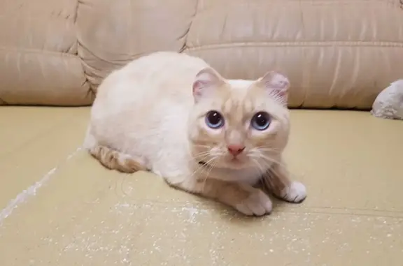 Найден персиковый кот с обрезанными ушами, ул. Декабристов, 31