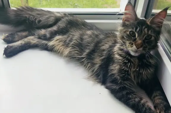 Кошки потеряшки, Киров, фото: Потеряшка кошка, ул. КУТШО, 2, Киров