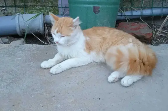 Пропал кот Леха, рыжий с белым, в Архипо-Осиповке