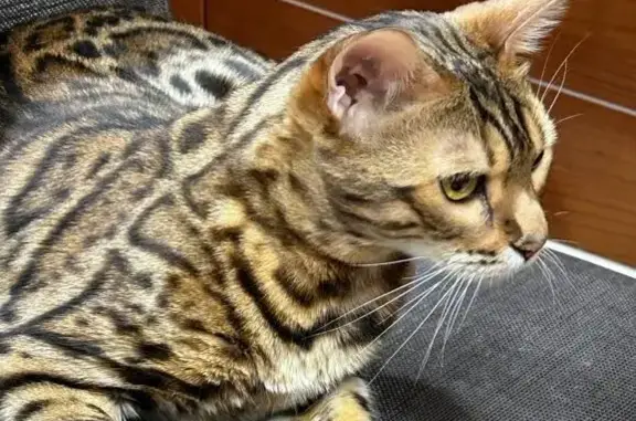 Пропала кошка бенгальской породы в Московской области