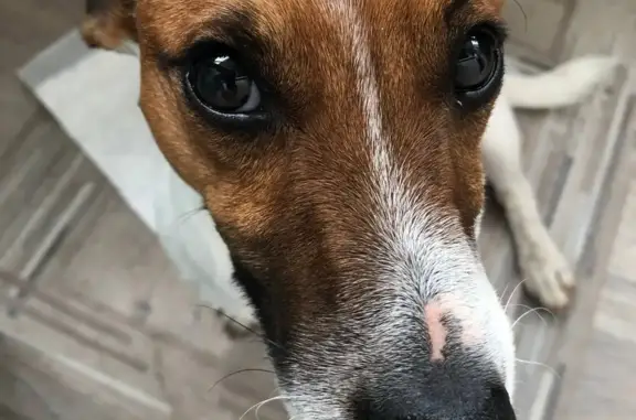 Найдена собака, Нижний Новгород, фото: Собака Джек рассел терьер найдена на пр. Кораблестроителей, 18, Нижний Новгород