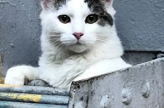 Найден котик на Московском проспекте, 44