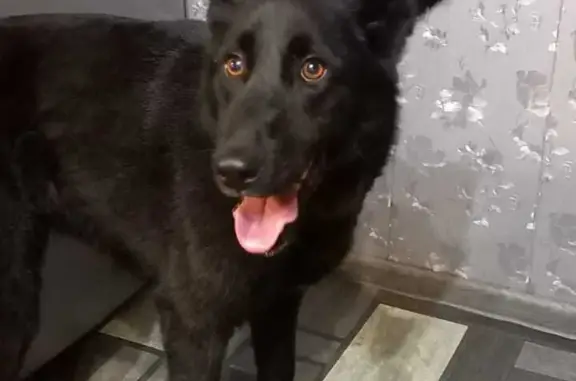 Найдена собака на Бульваре Гагарина 10, ищем хозяина