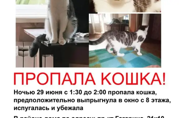 Пропала кошка на пр-кт Гагарина, 21к10, Советский район, Нижний Новгород