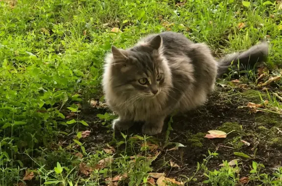 Найдена кошка: Фабрициуса, 8 к1, Москва