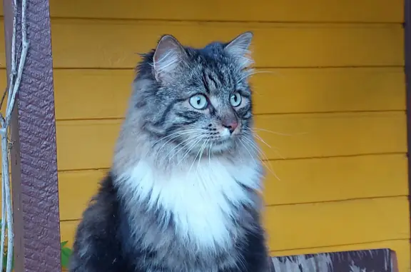 Пропала кошка Кот, садовое участок, Ленинградская область