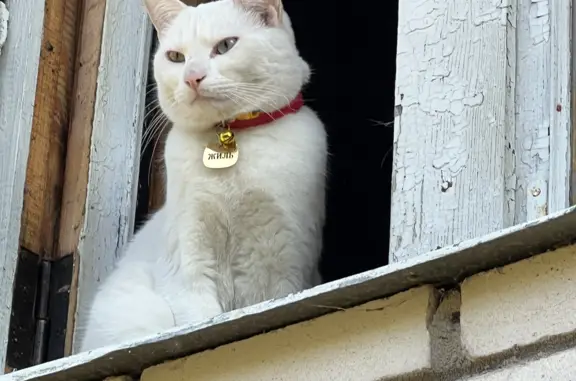 Пропала кошка Белый кот, разные глаза, 2 года, 1-я линия, Ропшинское сельское поселение
