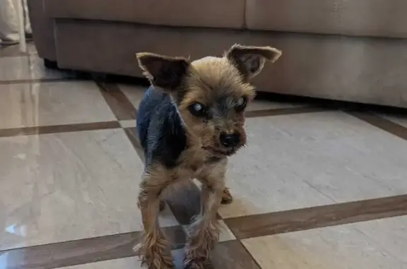 Найденные животные Московская область, фото: Найдена собака Йорк, мальчик, темный окрас, ул. Художников, Московская обл.