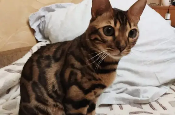 Кошки потеряшки, Богородский городской округ, фото: Потеряшка кот Марти. Буньково, Московская область