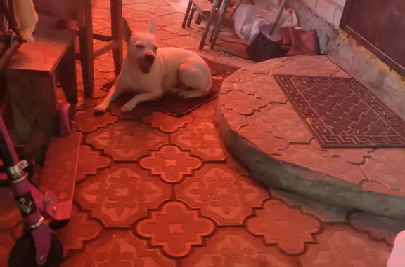 Найдена собака Девочка белая с рыжими пятнами, Курская область
