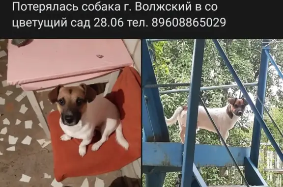 Пропала собака Кабель, Грушовая ул., 258, Волжский