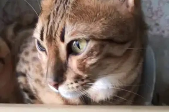 Кошки потеряшки, Ярославль, фото: Потеряшка кошка породы Бенгал, адрес: ул. Титова 3, Ярославль