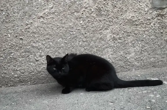 Найдена кошка Чёрный кот с белым пятном на лапке, ул. Кропоткина, 100, Новосибирск
