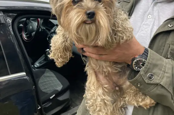 Найдена собака на Саватьевском шоссе, ищем хозяина