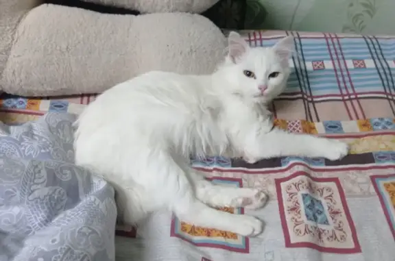 Пропала белая кошка с сломанным хвостиком, ул. Горького 90, Няндома
