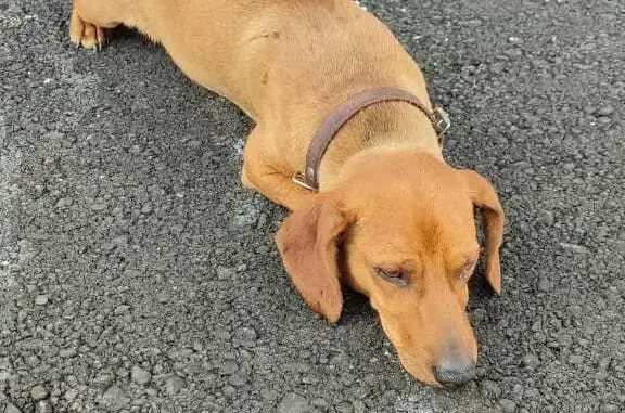 Собака Такса найдена на Восточном шоссе, 25А, Хабаровск