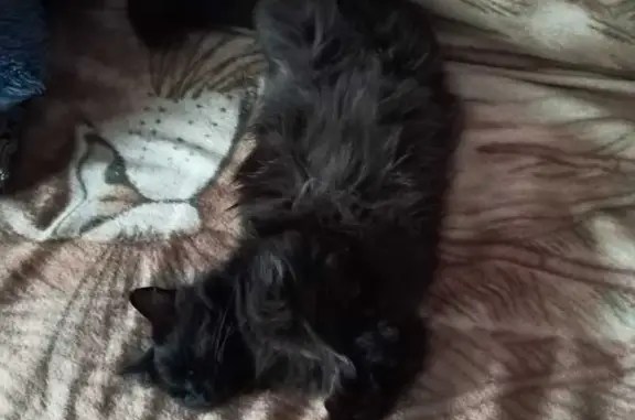 Кошки потеряшки, Владивосток, фото: Потеряшка черный пушистый кот, Иртышская ул. 26, Владивосток