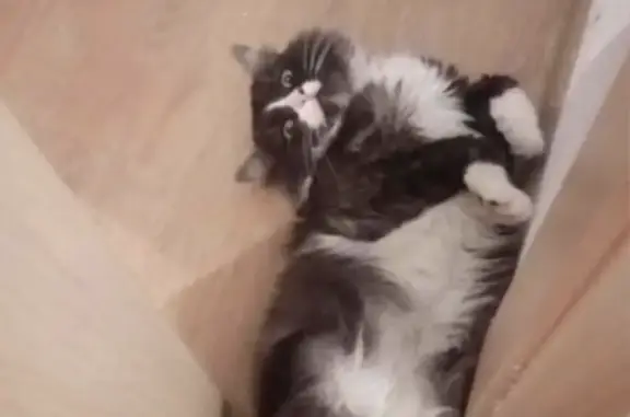 Кошки потеряшки, Екатеринбург, фото: Потеряшка серо-белая кошка на ул. Куйбышева, 96, Екатеринбург