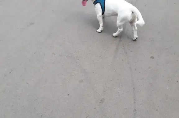Найдена собака: Джек Рассел, ул. Куйбышева, Пермь