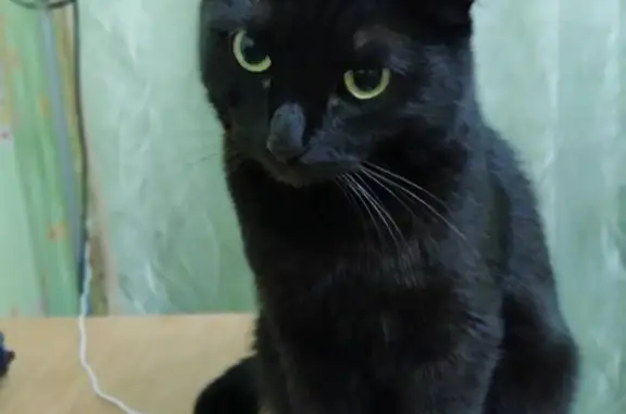 Кошки потеряшки, Ижевск, фото: Потеряшка кот. Помогите найти. Буммаш, Ижевск