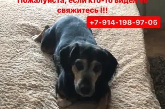 Пропала собака в Хабаровском крае
