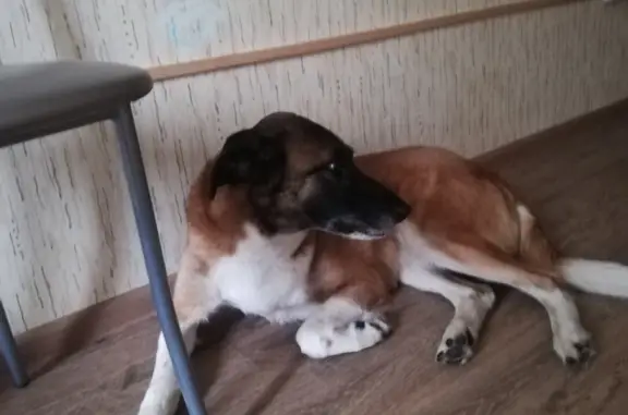 Найдена собака в Томилино, ул. Пушкина, 55