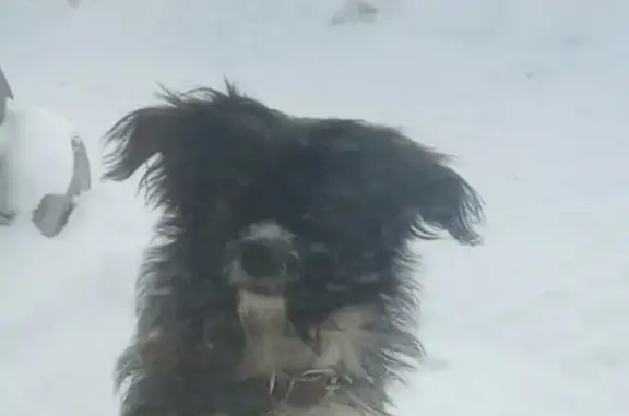 Пропала собака на Солнечной улице, 65