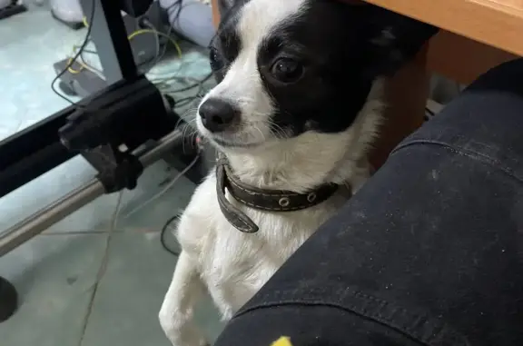 Собака с ошейником найдена в Нефтеюганске