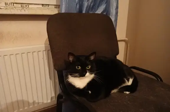 Потерянные животные Санкт-Петербург, фото: Пропала кошка Мальчик, Черно-белый окрас, Софьи Ковалевской, 3 к4, СПб