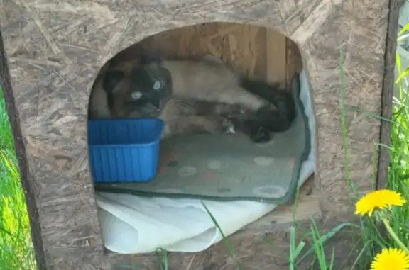 Пропал кот сиамского окраса в Юдино, Московская область