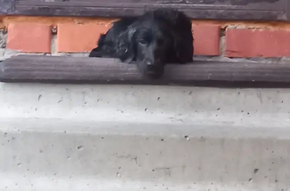 Найдена собака: ул. Гагарина, 10, г. Киржач