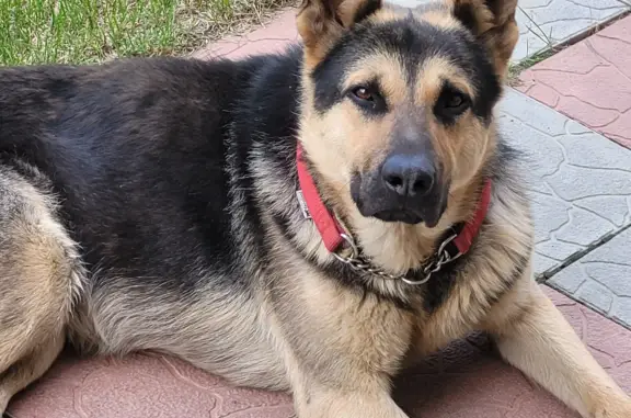 Найдена собака в Пушкинском сельском поселении, Омская область
