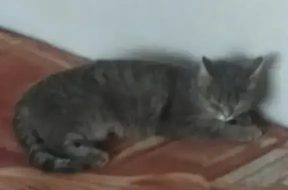 Найдена кошка на ул. Тольятти, 68, Новокузнецк