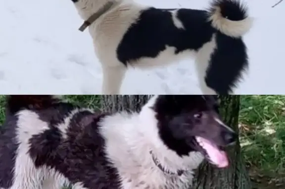 Пропала собака: Белый окрас, черные пятна, Речной проспект, Кострома